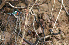 Green Kingfisher